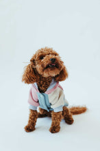 Load image into Gallery viewer, Close-up of a poodle wearing a Dog onesie style Vintage, showcasing the colorful design.
